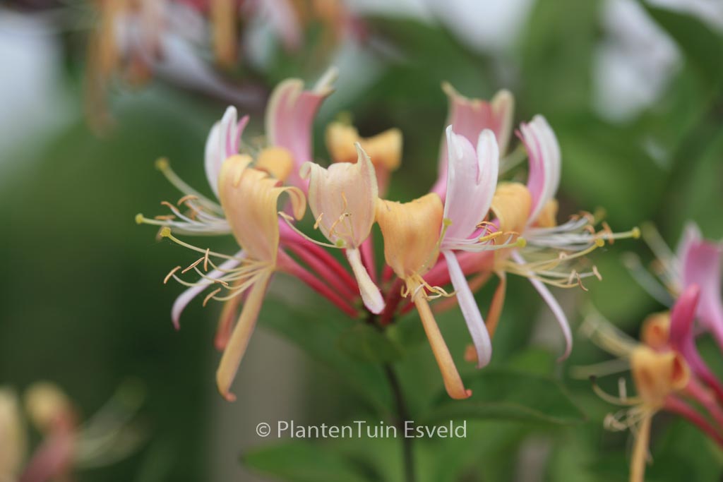 Lonicera heckrottii ‘Goldflame’