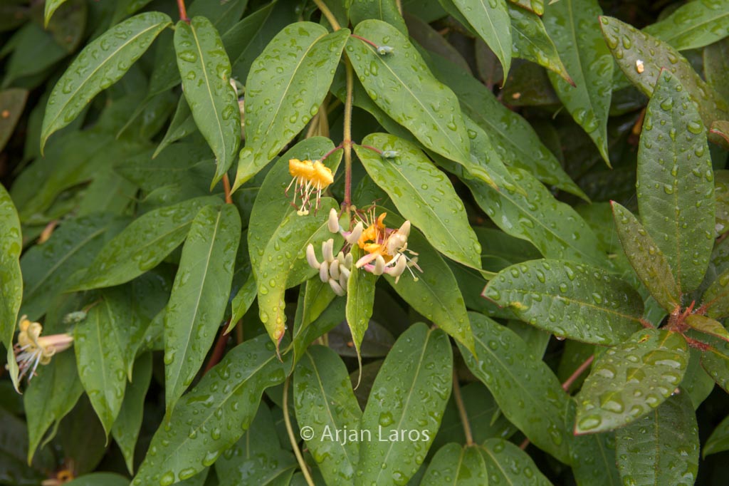 Lonicera henryi
