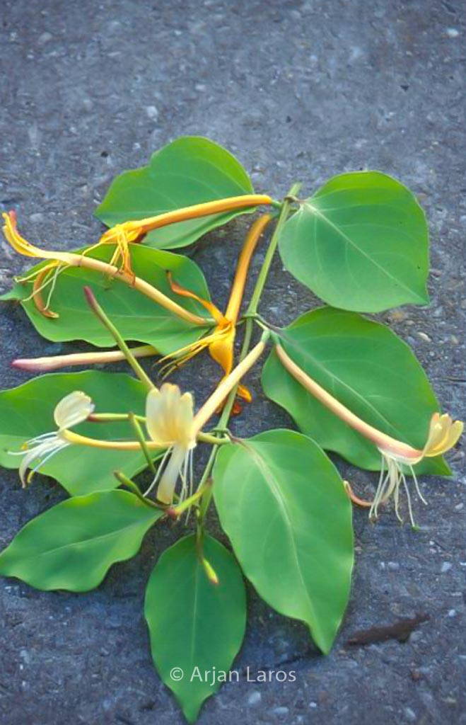 Lonicera hildebrandiana