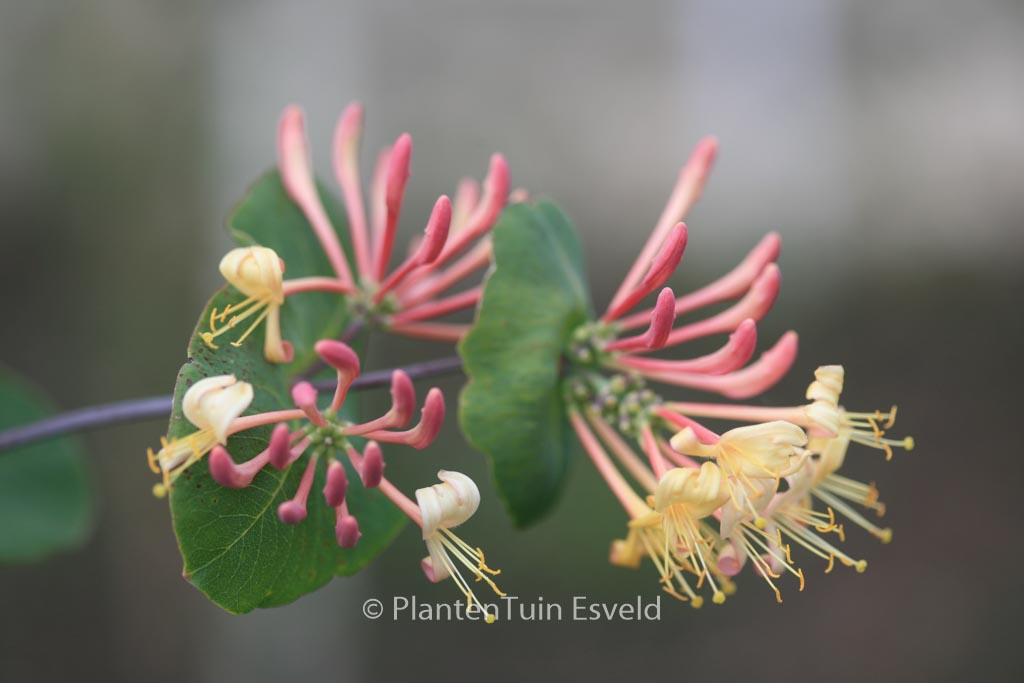 Lonicera hispidula