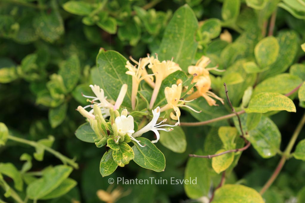 Lonicera japonica ‘Aureoreticulata’