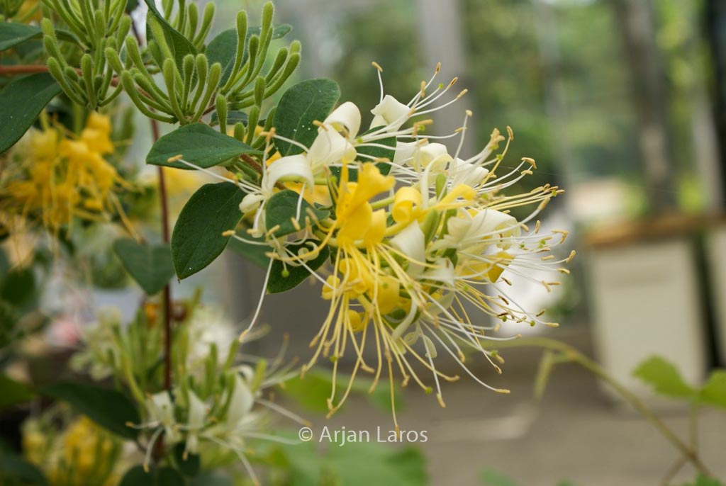 Lonicera japonica ‘Genbel’ (SWEET ISABELL)