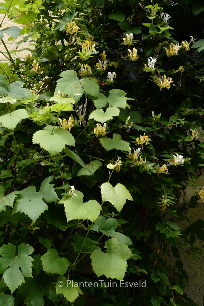 Lonicera japonica ‘Halliana’