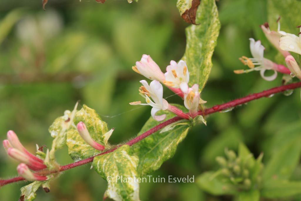 Lonicera japonica ‘Horwood Gem’