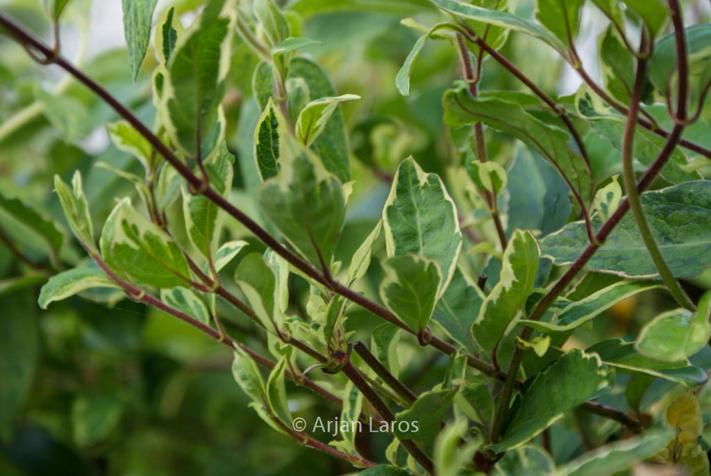 Lonicera japonica ‘Maskerade’