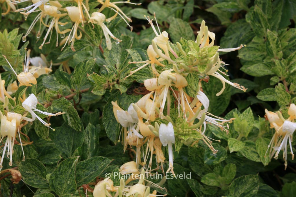 Lonicera japonica ‘Mint Crisp’