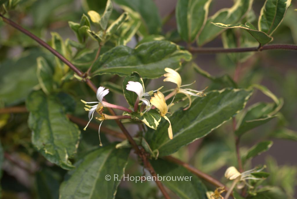 Lonicera japonica ‘Princess Kate’