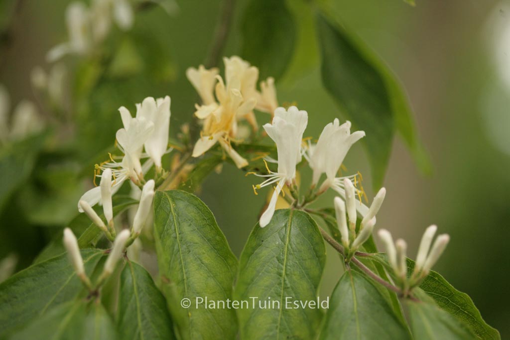 Lonicera maackii