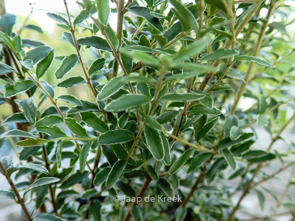 Lonicera nitida ‘Silver Beauty’