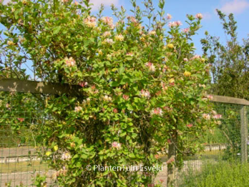 Lonicera periclymenum ‘Belgica Select’