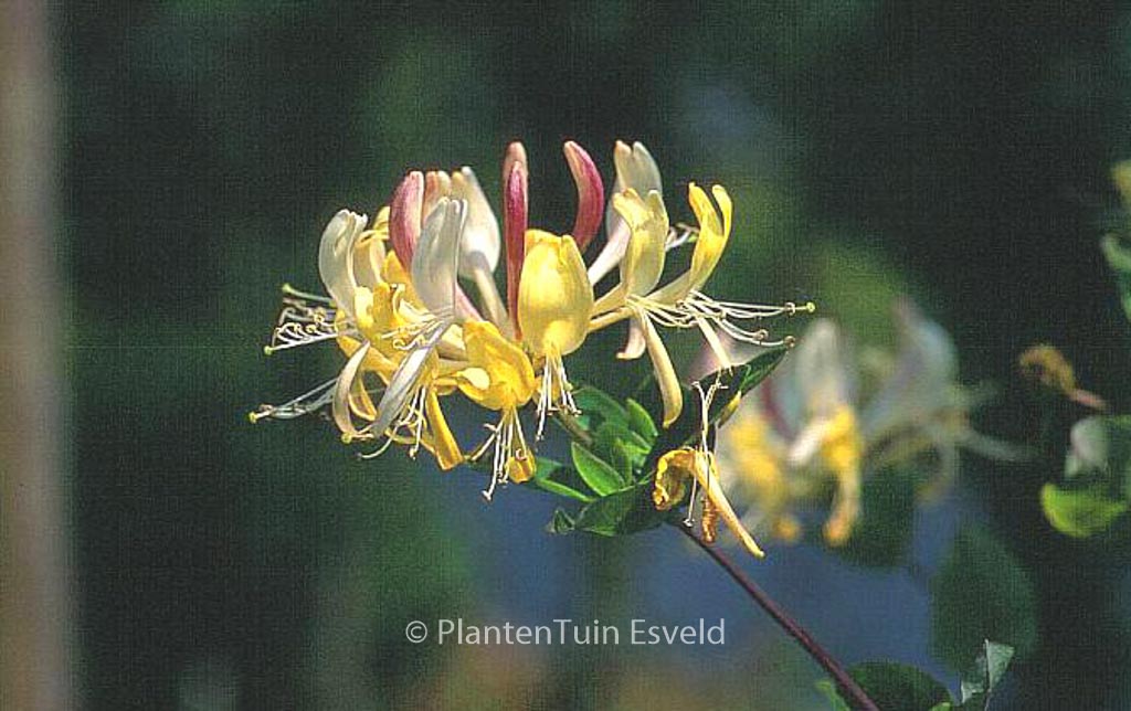Lonicera periclymenum ‘Heaven Scent’
