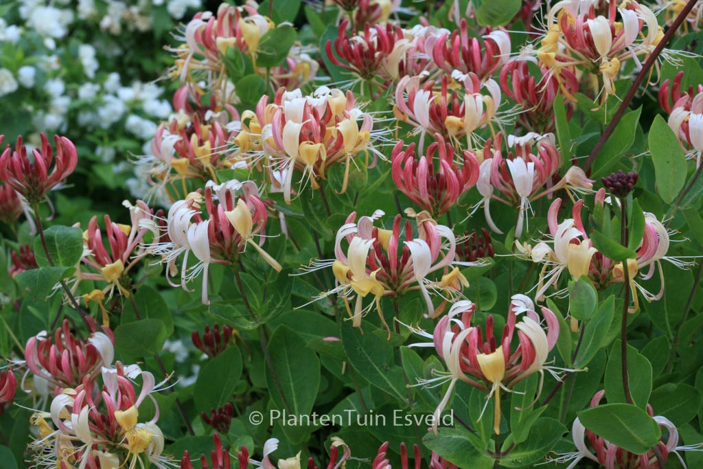 Lonicera periclymenum ‘Honeybush’