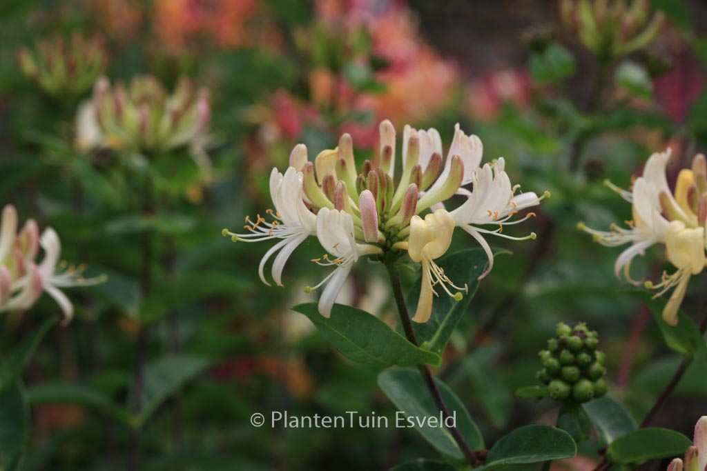 Lonicera periclymenum ‘Martine’