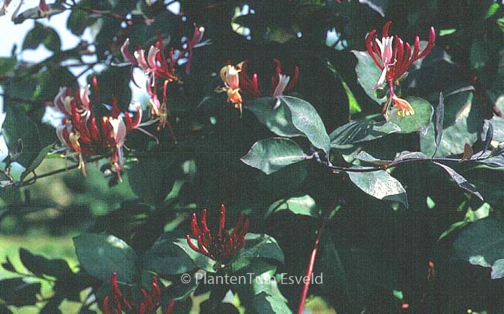 Lonicera periclymenum ‘Serpentine’