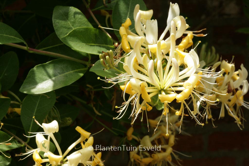 Lonicera periclymenum