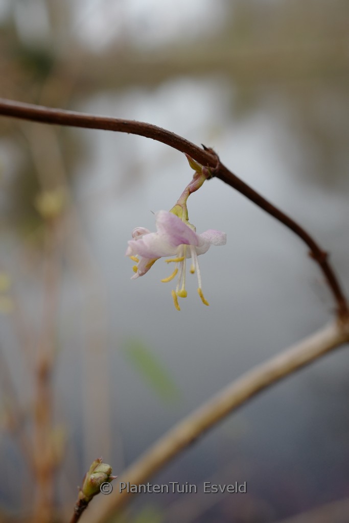 Lonicera purpusii ‘Winter Beauty’