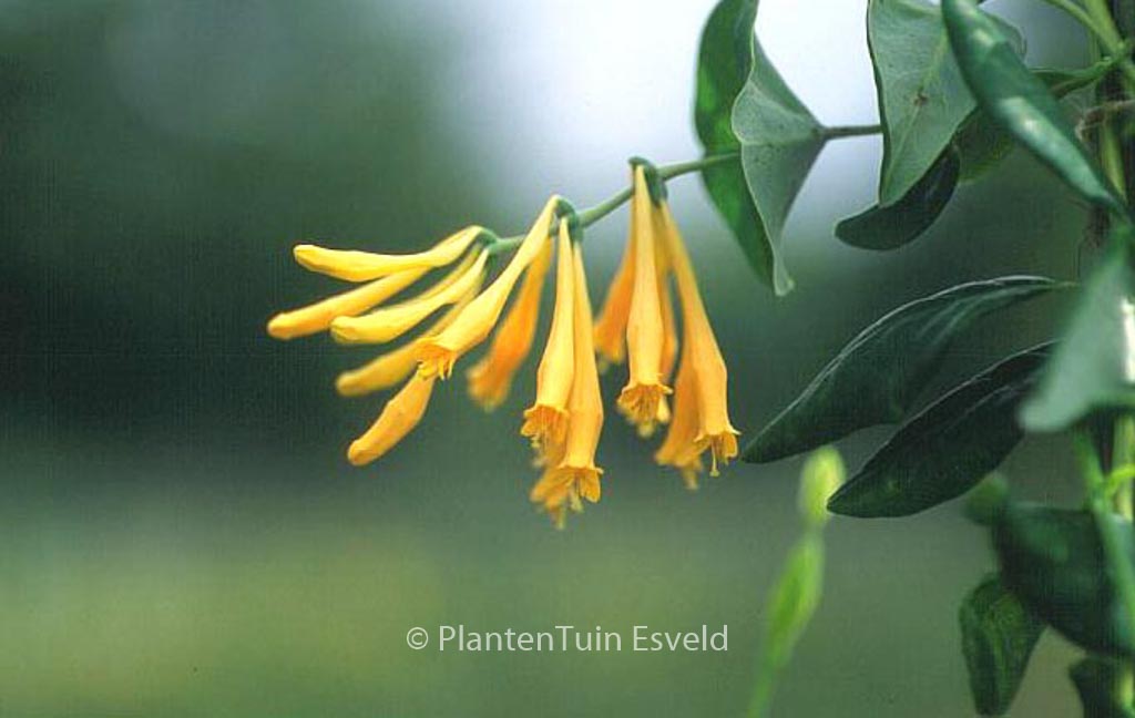 Lonicera sempervirens ‘Sulphurea’