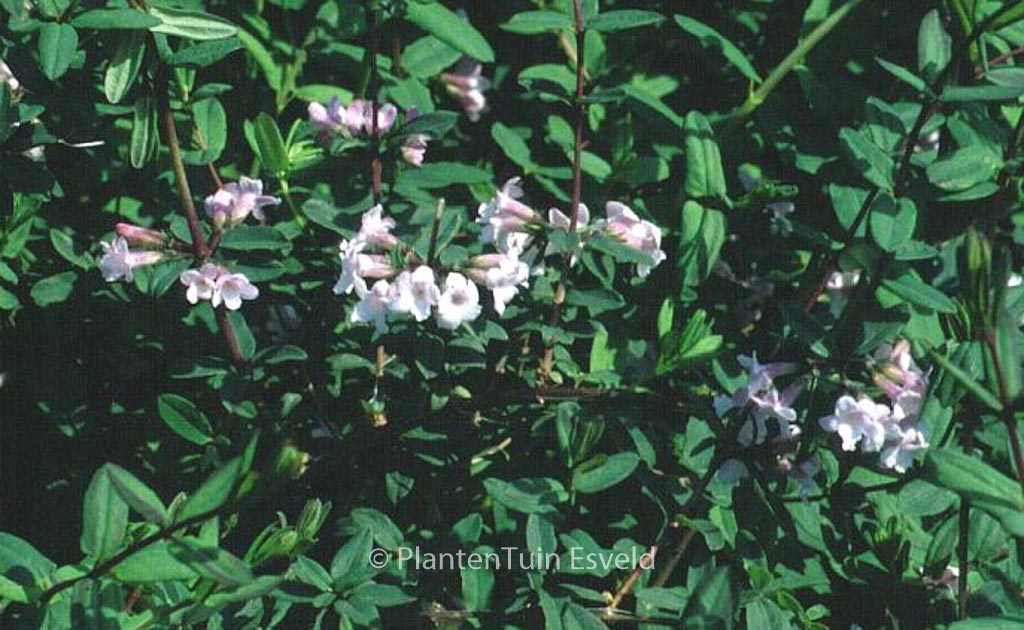 Lonicera syringantha