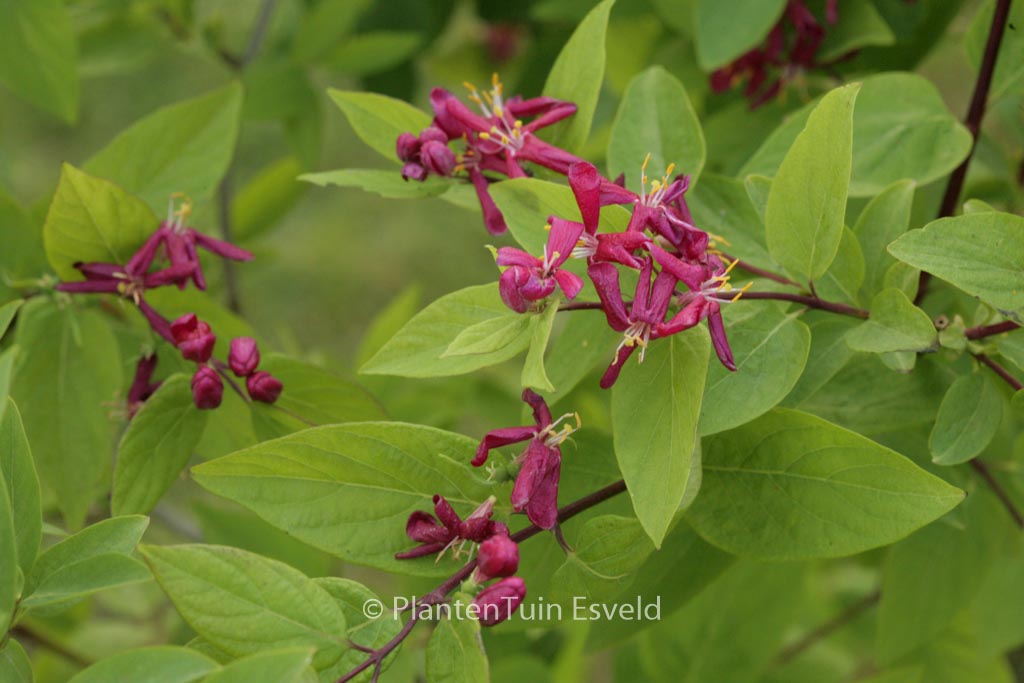 Lonicera tatarica ‘Hack’s Red’