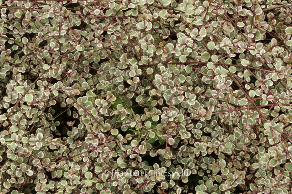 Lophomyrtus ralphii ‘Little Star’