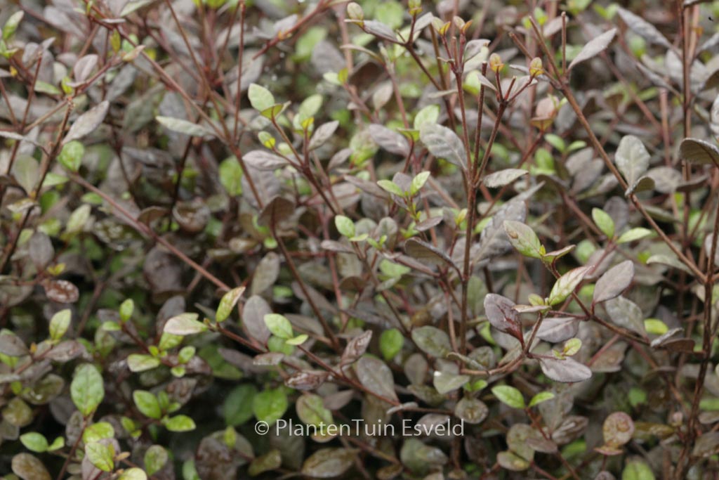 Lophomyrtus ralphii ‘Purpurea Nana’