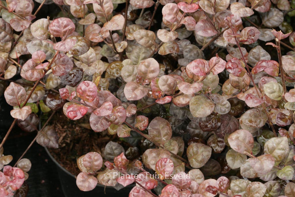 Lophomyrtus ralphii ‘Purpurea’