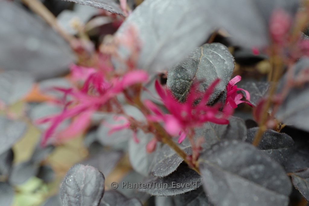 Loropetalum chinense ‘Black Pearl’