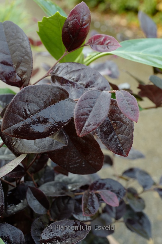 Loropetalum chinense ‘Pipa’s Red’