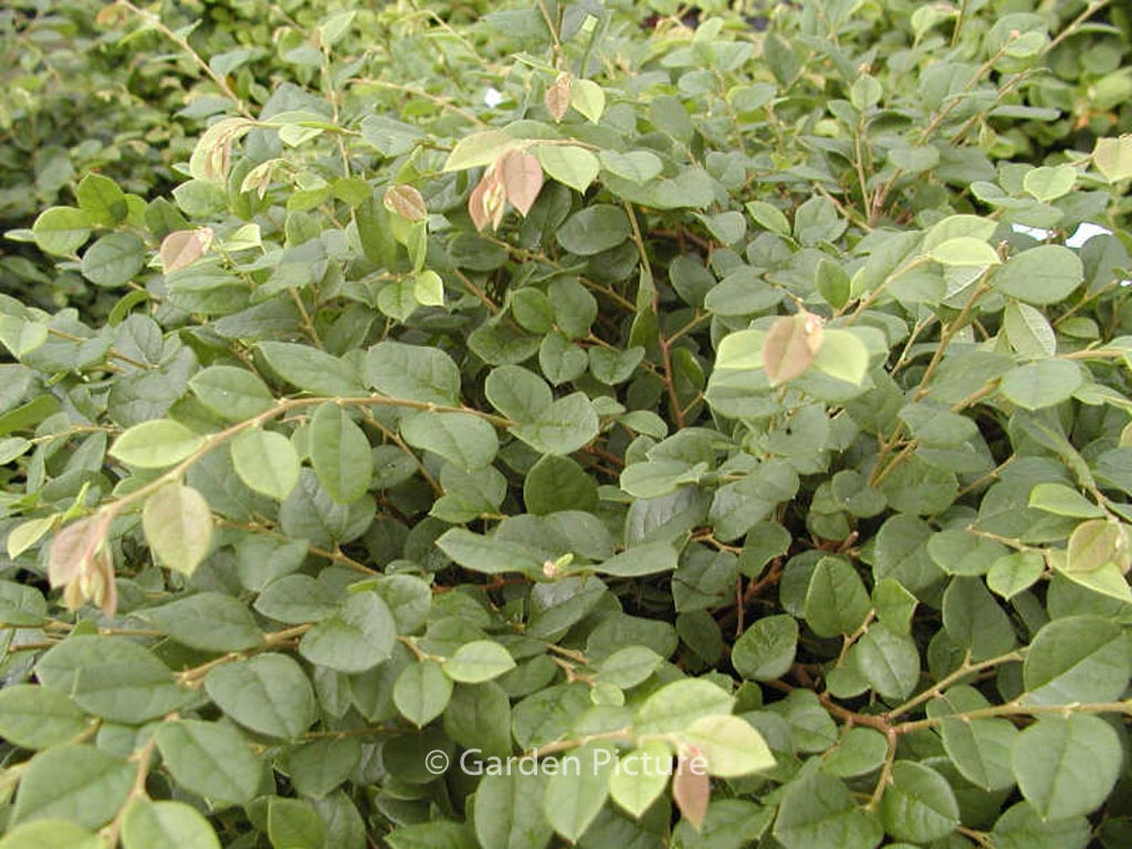 Loropetalum chinense ‘Snow Dance’