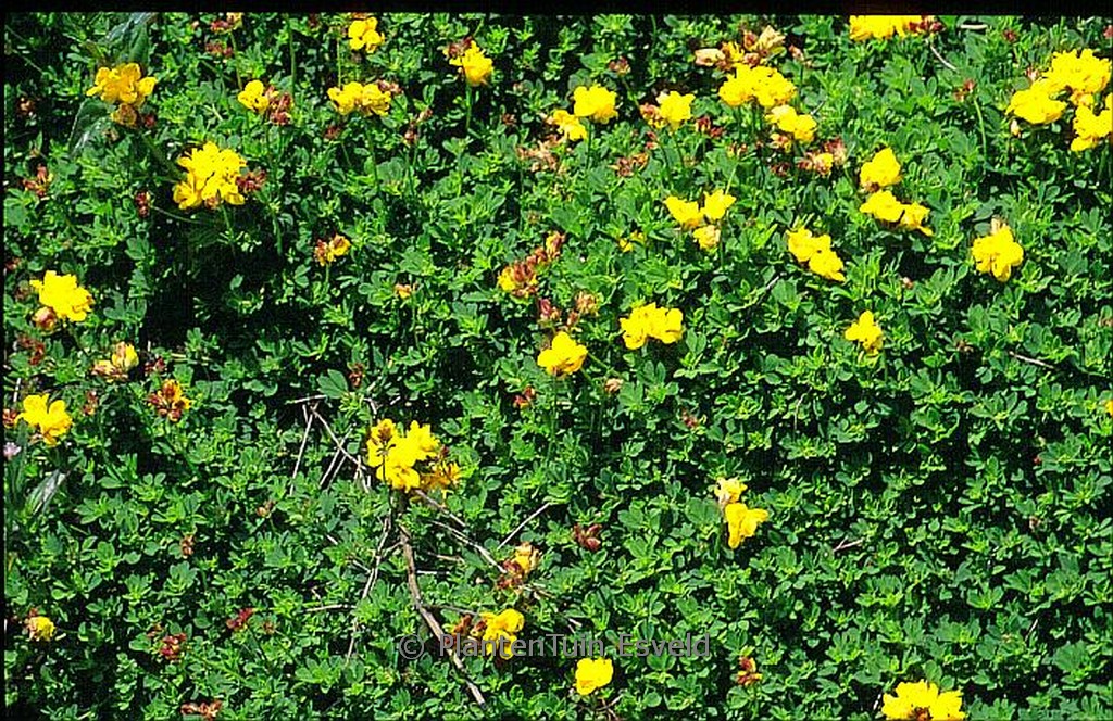Lotus corniculatus ‘Pleniflorus’