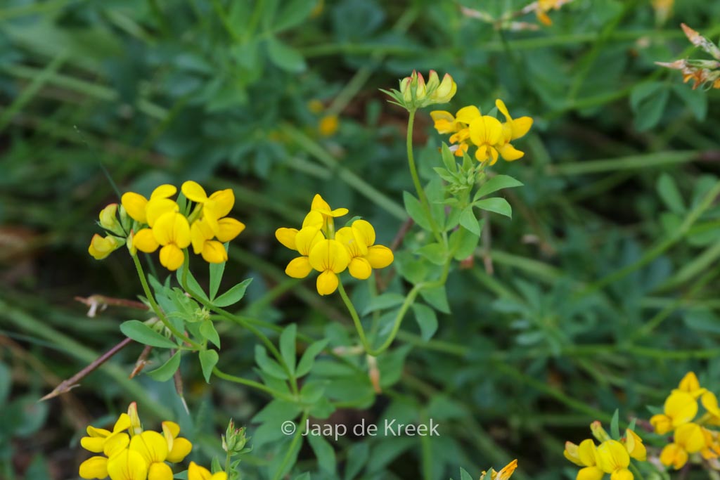 Lotus corniculatus