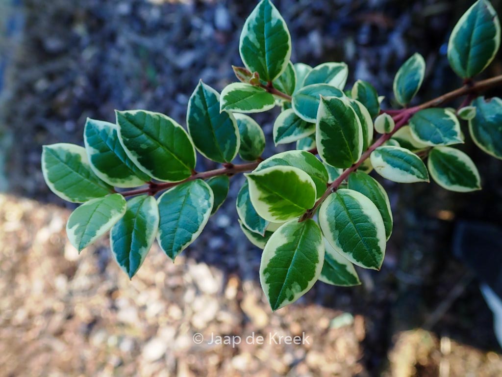Luma apiculata ‘Glenleam Gold’
