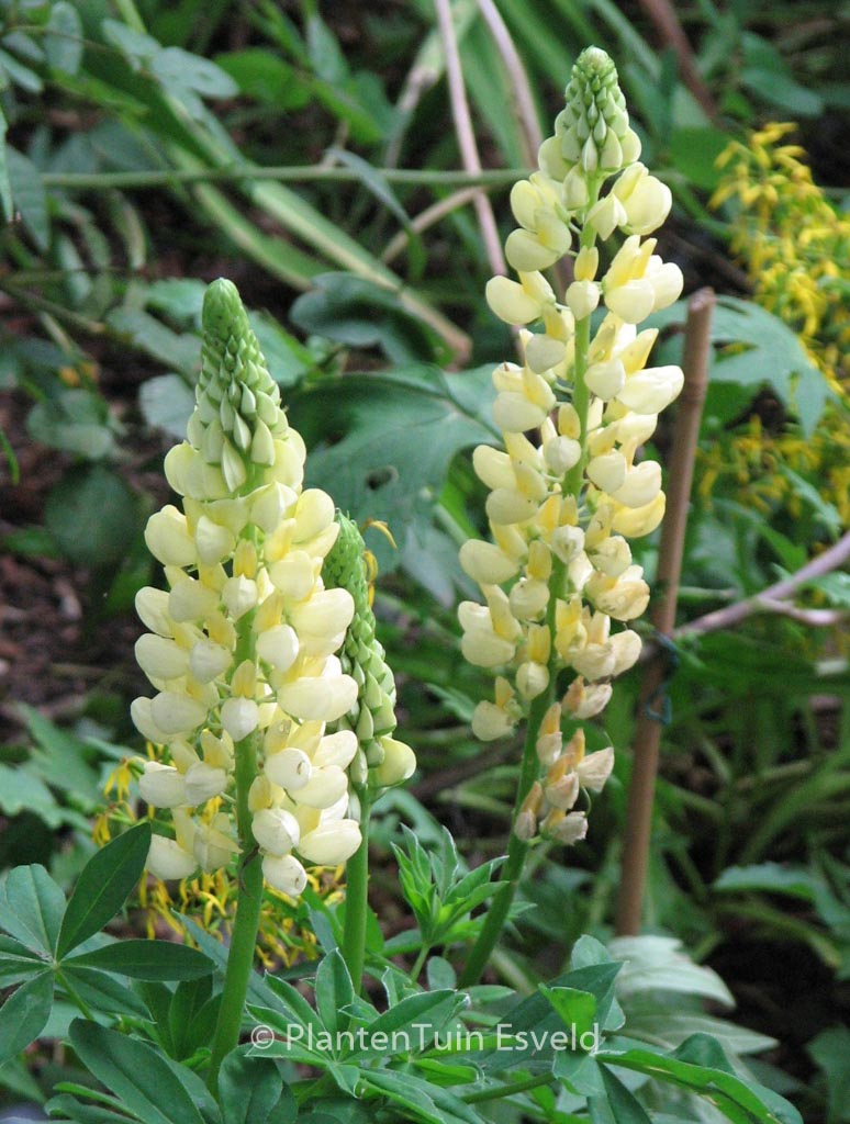 Lupinus ‘Chandelier’