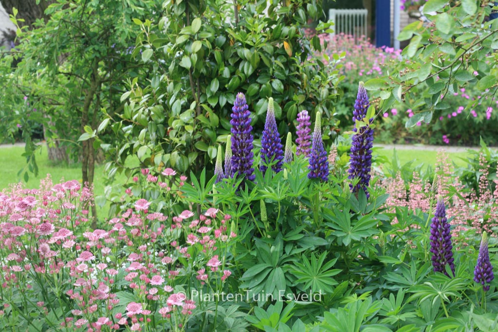 Lupinus ‘Gallery Blue’