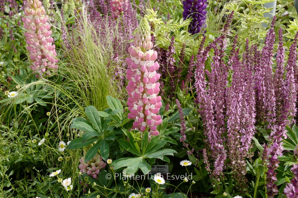 Lupinus ‘Gallery Pink’