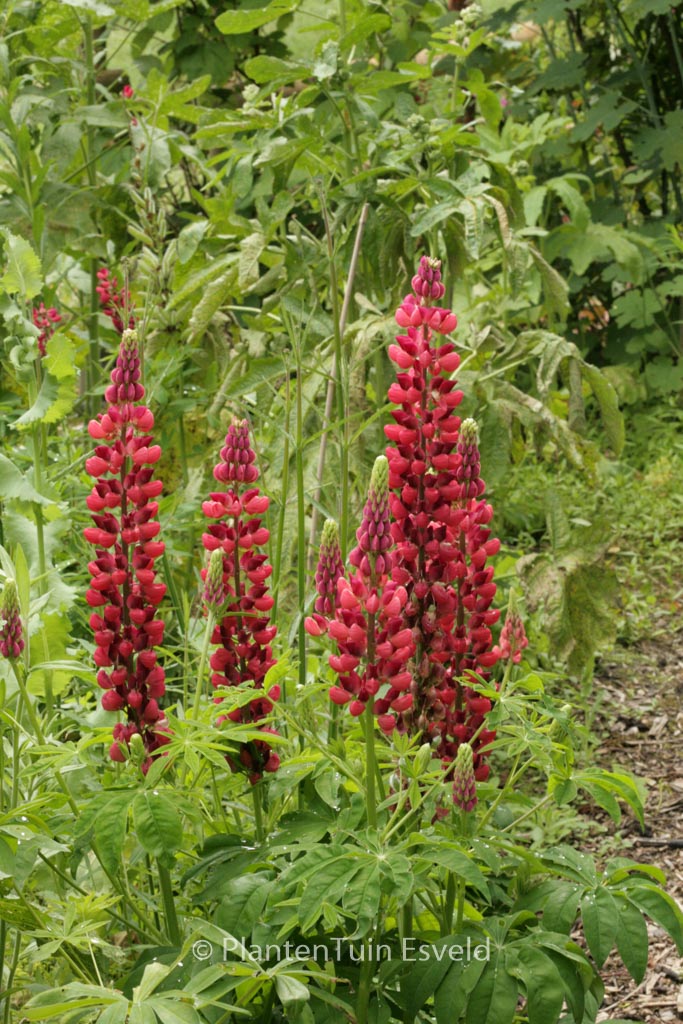 Lupinus ‘Gallery Red’