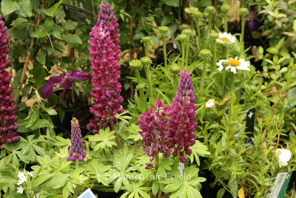 Lupinus ‘Masterpiece’ (WESTCOUNTRY SERIES)