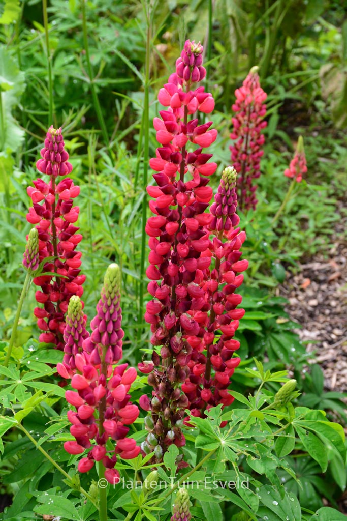 Lupinus ‘My Castle’