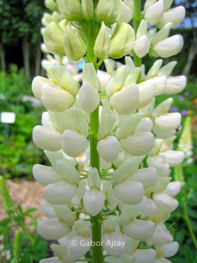 Lupinus ‘Noble Maiden’