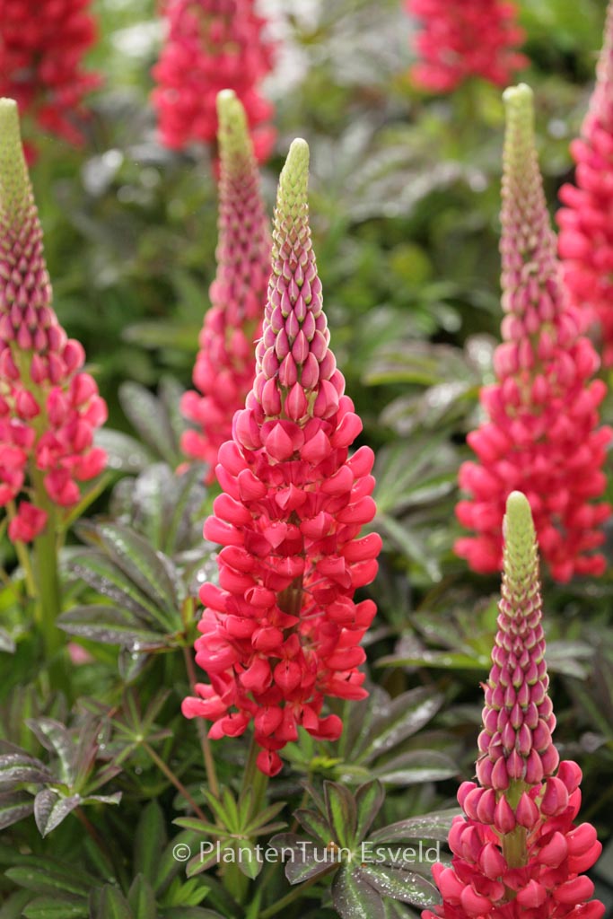Lupinus ‘Red Rum’ (WESTCOUNTRY SERIES)