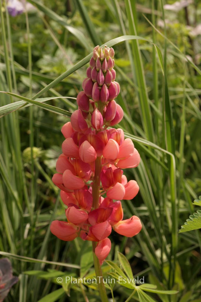 Lupinus ‘Terracotta’