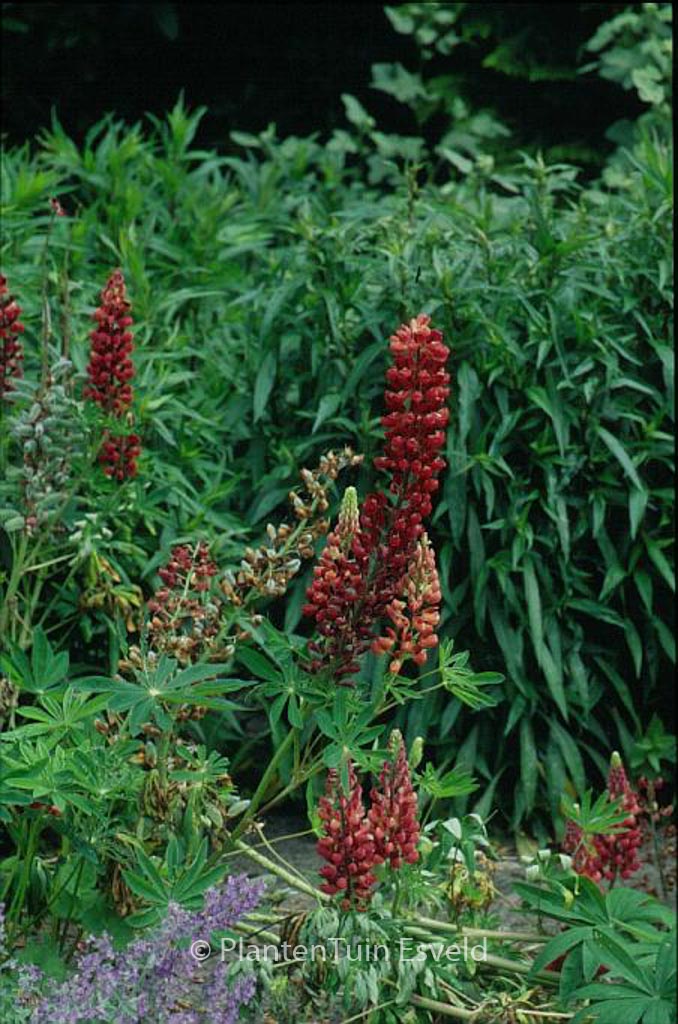 Lupinus ‘The Chatelaine’
