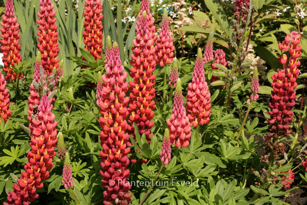 Lupinus ‘Towering Inferno’ (WEST COUNTRY SERIE)