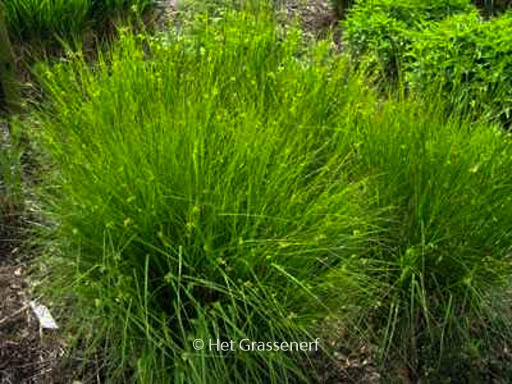 Luzula nivea ‘Schneehaeschen’