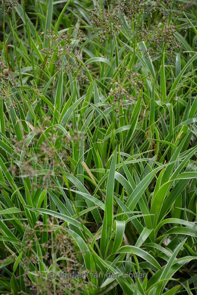Luzula sylvatica ‘Marginata’