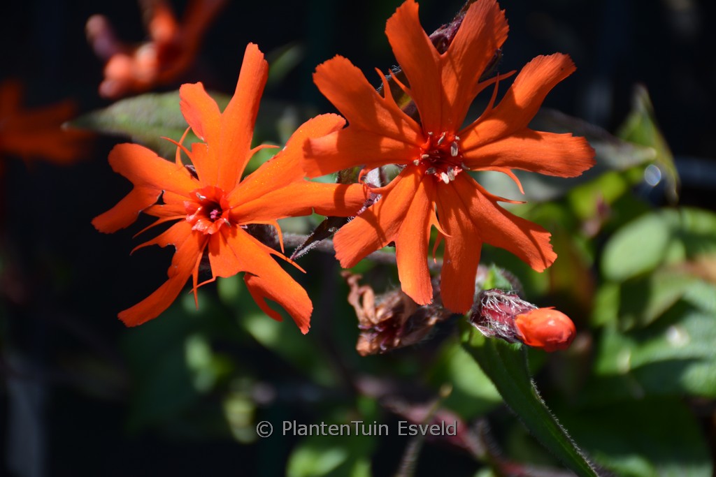 Lychnis arkwrightii ‘Vesuvius’