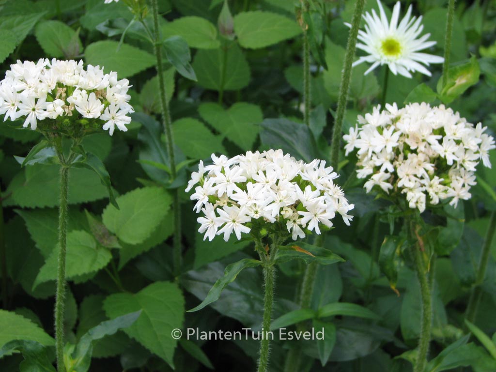 Lychnis chalcedonica ‘Alba’