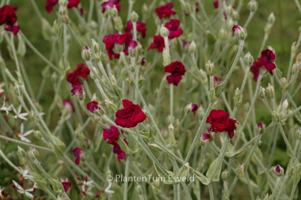 Lychnis coronaria ‘Gardeners World’