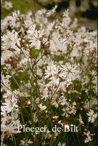 Lychnis flos-cuculi ‘Alba’