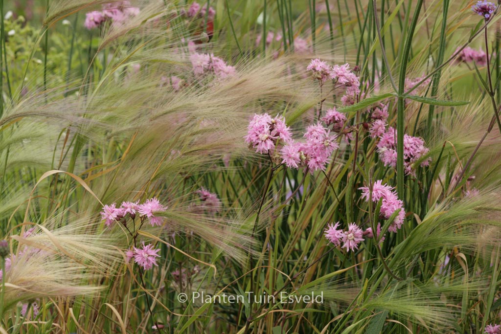 Lychnis flos-cuculi ‘Lychjen’ (JENNY)
